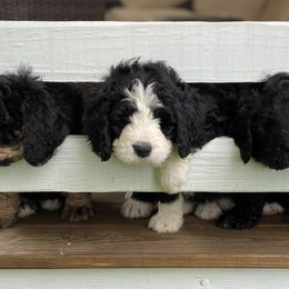 Bernedoodle Puppies from Oodles of Doodles