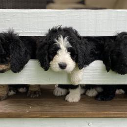 Bernedoodle Puppies from Oodles of Doodles