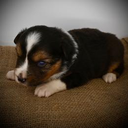 Deets - Black tri male Miniature American Shepherd puppy in Valley Springs, California from Raindance Ranch