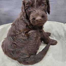 Seggy - Chocolate male Goldendoodle puppy in Mesa, Arizona from Schmidt’s Doxies N Doodles
