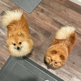 Pomeranians from Oscar's Pomeranians