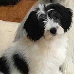 Polish Lowland Sheepdogs from EnchantingPON