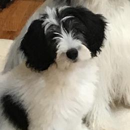 Polish Lowland Sheepdogs from EnchantingPON