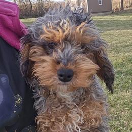 August - Merle male Cockapoo puppy in Lebanon, Kentucky from Mosaic Merle Doodles