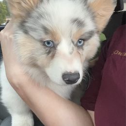 Wrigley - American Corgi