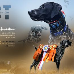 German Shorthaired Pointers from Kanonier Shorthairs