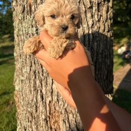 Lancelot - Apricot male Cavapoo puppy in Yellville, Arkansas from Ozark Mountain Doodles & Pugs