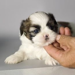 Boy IV - Black gold and white male Shih Tzu puppy in Middleborough, Massachusetts from Shih Tzu Pups