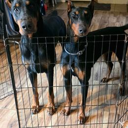 Doberman Pinscher puppies from Havenhaus Dobermans