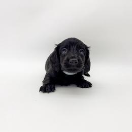 Clover (solid black) - Black male Dachshund puppy in Waddell, Arizona from Neu Doxies