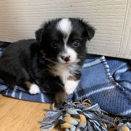 Toy Australian Shepherd Puppies from Desert Fox Aussies