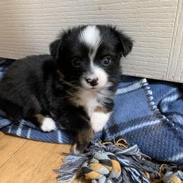 Toy Australian Shepherd Puppies from Desert Fox Aussies