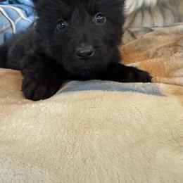 Jet - Black male German Shepherd puppy in Jennings, Kansas from Lost Creek German Shepherds LLC