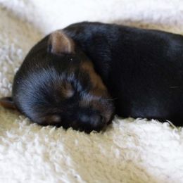 Australian Terrier Puppies from ZoeZoo Australian Terriers