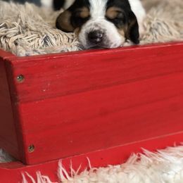 Cocoa - Black brown and white male Basset Hound puppy in Lone Jack, Missouri from Wee Little Bassets