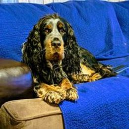 English Springer Spaniel Puppies from Ledge N' Tree English Springer Spaniels