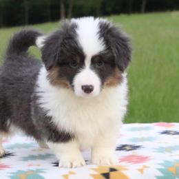 Jay (Miles) - Blue male Pembroke Welsh Corgi puppy in Fayetteville, Arkansas from Intergalactic Corgis