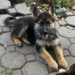 Ray Ray - Black and tan male German Shepherd puppy in Yuba City, California from Barton’s German Shepherds