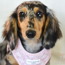 Georgia - Dachshund