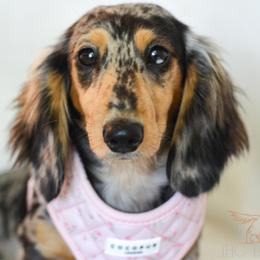 Georgia - Dachshund