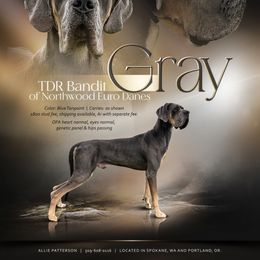 Gray - Great Dane
