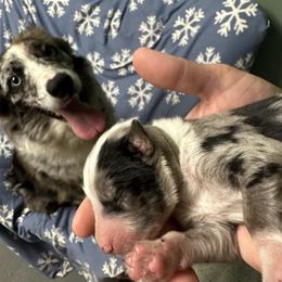 Aussiedoodle Puppies from Hickory Hideaway Doodles