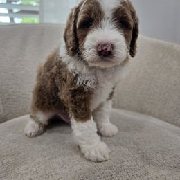 Max - Red  male Goldendoodle puppy in Fordland, Missouri from K&K's Puppy Kingdom