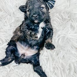 Ocean - Brindle female Poodle puppy in from Pink Poodles and Doodles