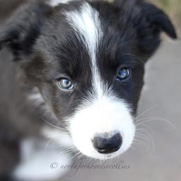Border Collie Puppies from North Fork Border Collies