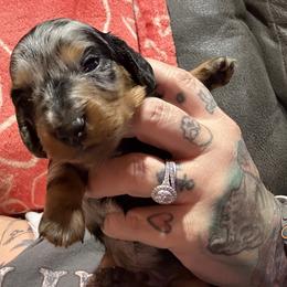 Dachshund Puppies from Hayward's House of Dach's