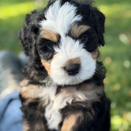 Marshal - Tri-color male Bernedoodle puppy in Syracuse, Utah from Redrockbernedoodles