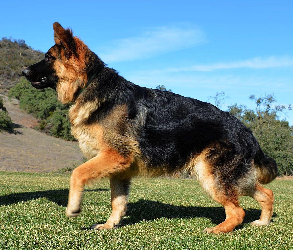 Diamond Oaks German Shepherds in California | German Shepherd puppies ...