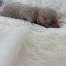 Sadie - Cream female Goldendoodle puppy in Aurora, Illinois from Chicago Goldendoodles
