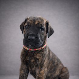 Puppy 1 - Brindle male Great Dane puppy in Ocala, Florida from Oak Haven Great Danes