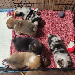 American Corgi Puppies from Piney Woods Corgis