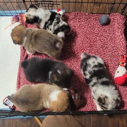 American Corgi Puppies from Piney Woods Corgis
