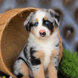 Eian- Has Tail and Videos- Nose will Fill In - Blue merle male Australian Shepherd puppy in Troy, South Carolina from Lana Corley- Australian Shepherds of 3/W Farms