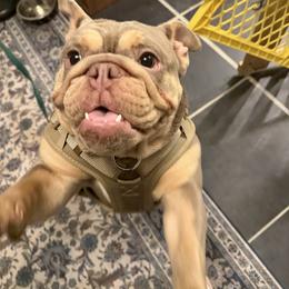 Winnie - Lilac tri-color female Bulldog puppy in Alexandria, Virginia from Stacey D’s Bulldogs