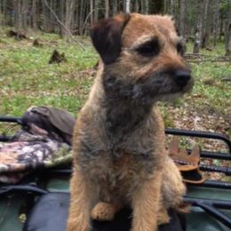 Border Terriers and Labrador Retrievers from Winterwind Labradors and Border Terriers