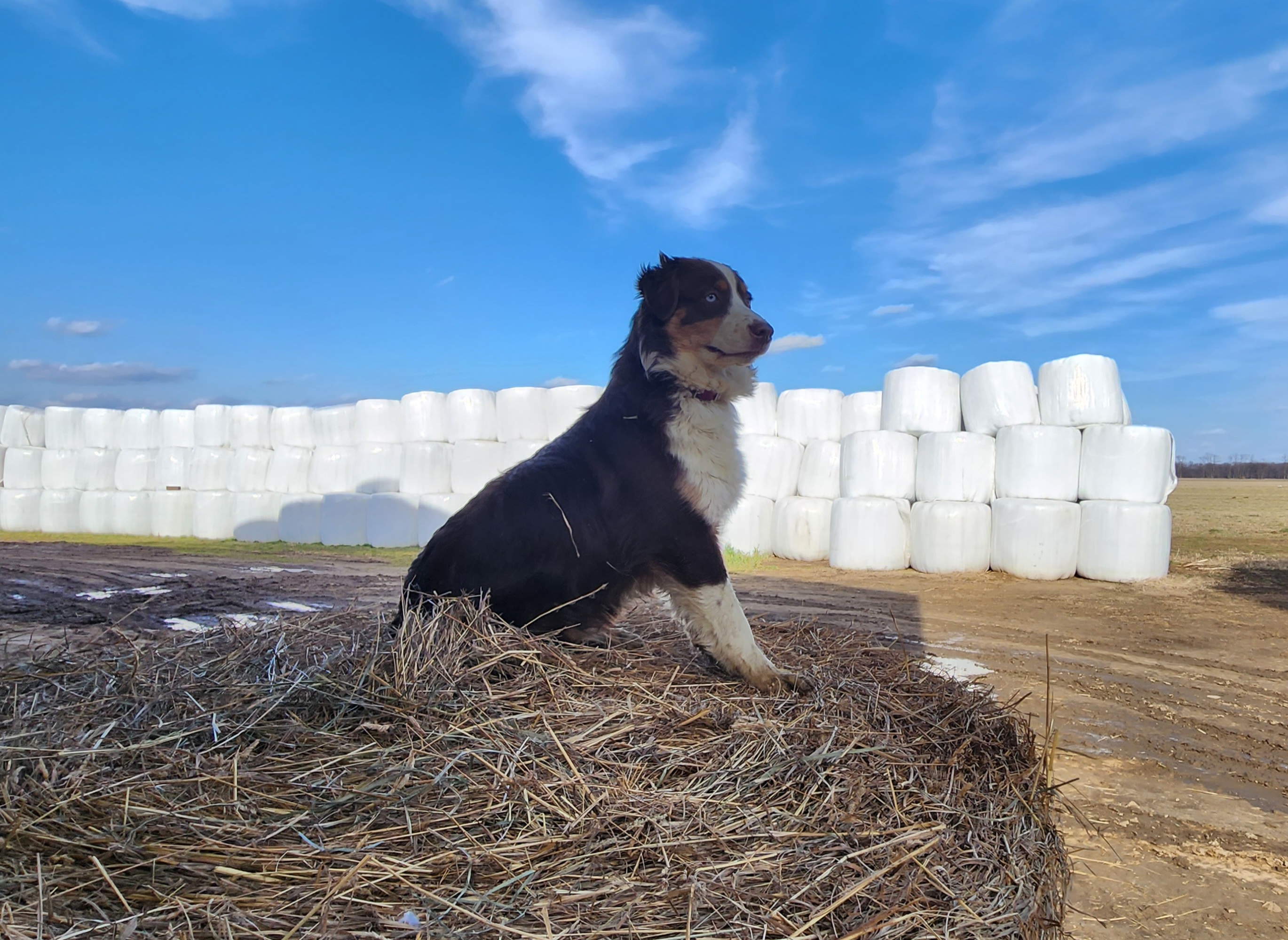 Australian Shepherd All Grown Up from Lone Tree Aussies