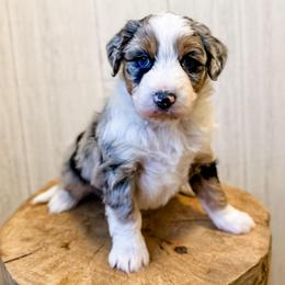 Susan - Blue merle female Aussiedoodle puppy in Arlington, Washington from Doodle Love Laugh