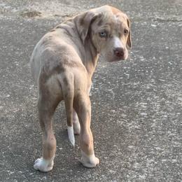 Female 6 - Red merle female Catahoula Leopard Dog puppy in Gadsden, Alabama from Rich Cat’s