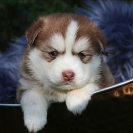 Alder - Red and white male Pomsky puppy in Missouri from Husky Hill Kennel