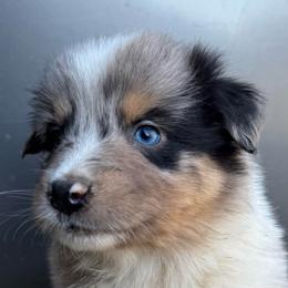 Josie - Blue merle female Australian Shepherd puppy in Stanford, Kentucky from Red Feather Aussies
