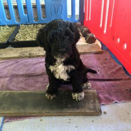 Portuguese Water Dog All Grown Up from Magellan Portuguese Water Dog
