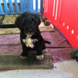 Portuguese Water Dog All Grown Up from Magellan Portuguese Water Dog