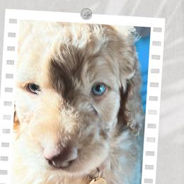 Goldendoodle Puppies from Lundee Doodles