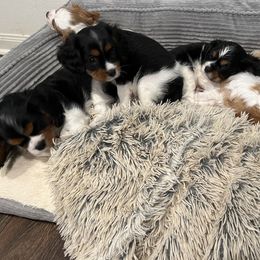 Cavalier King Charles Spaniel Puppies from AustinCavalier
