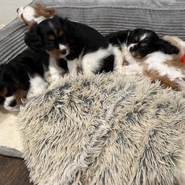 Cavalier King Charles Spaniel Puppies from AustinCavalier