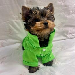 Boy 3 - Black and tan male Yorkshire Terrier puppy in Seattle, Washington from 🎀 Yorkies Boutique Babydolls 🎀
